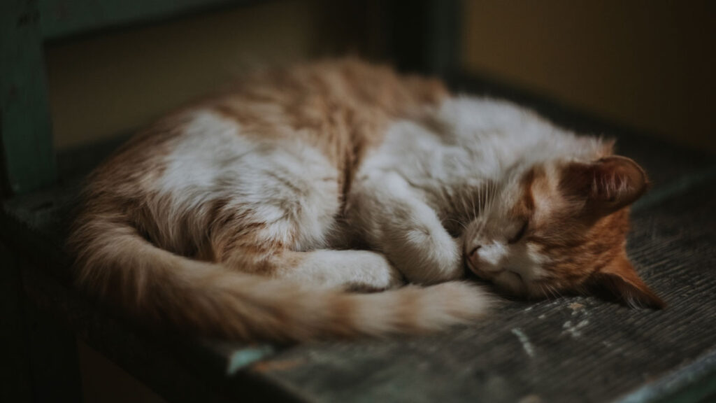 cat